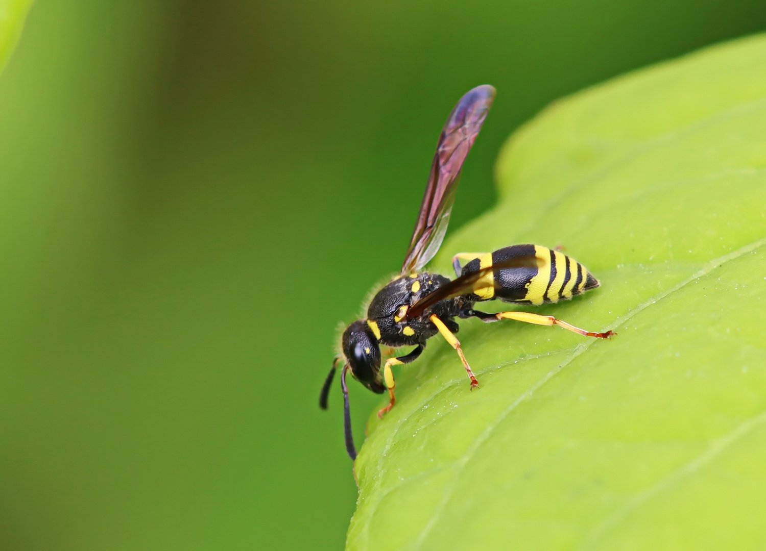 Ancistrocerus gazella