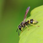 Ancistrocerus gazella