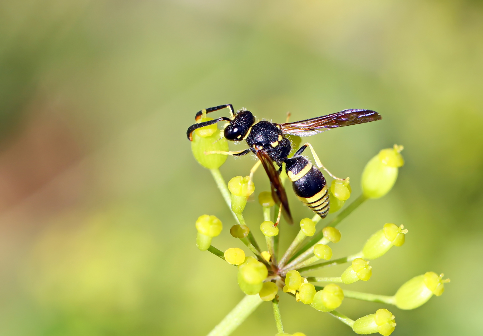 Ancistrocerus spec.