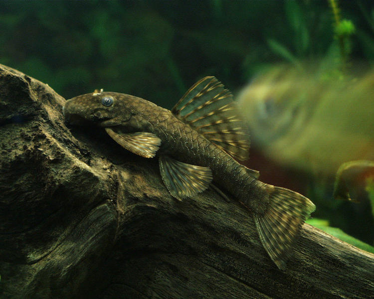 Ancistrus dolichopterus