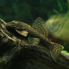 Ancistrus dolichopterus