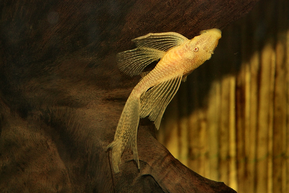 ancistrus sp. Schleier Albino