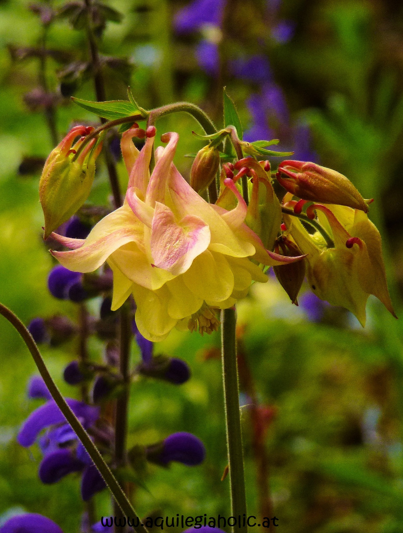 Ancolie "Crownhill Melody", (Aquilegia x hybrida)