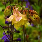 Ancolie "Crownhill Melody", (Aquilegia x hybrida)