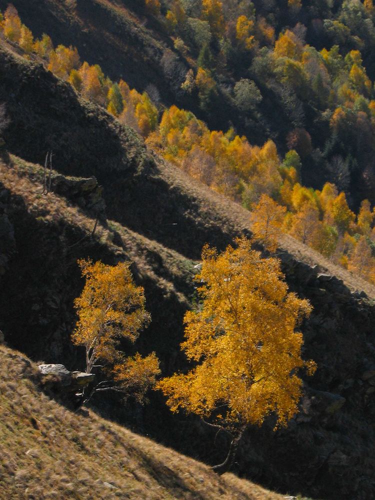 Ancora Alberi d'Autunno