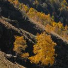 Ancora Alberi d'Autunno