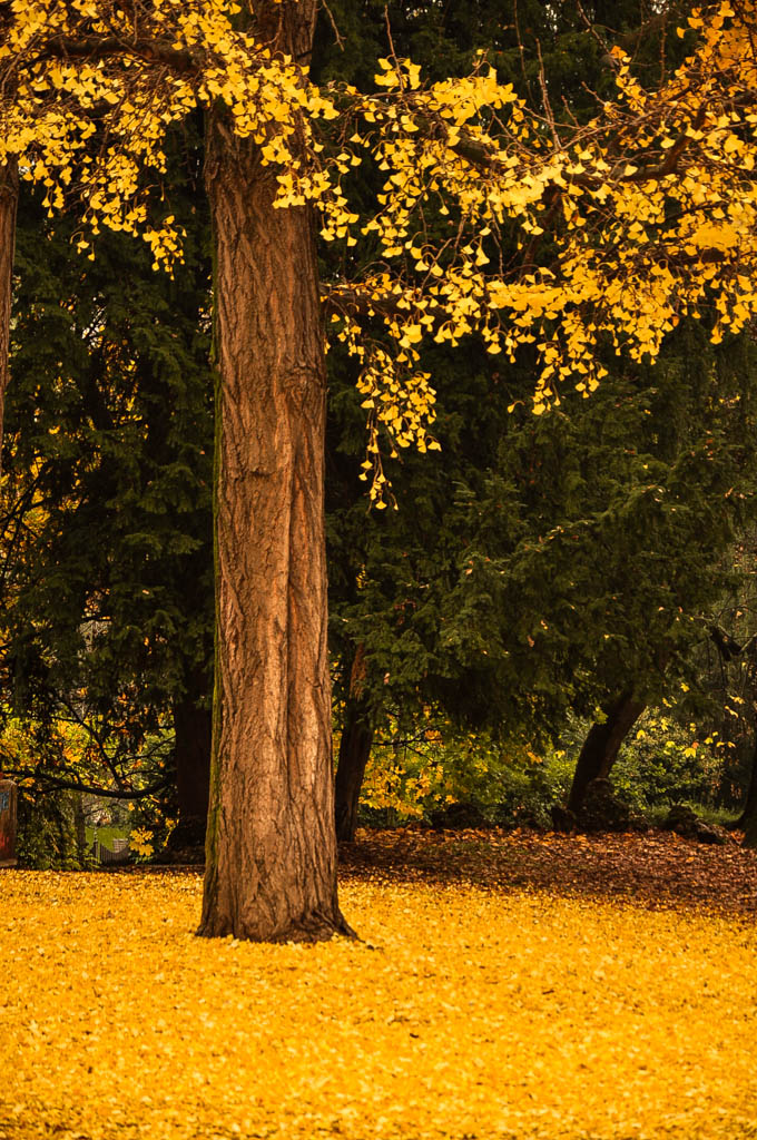 ancora autunno