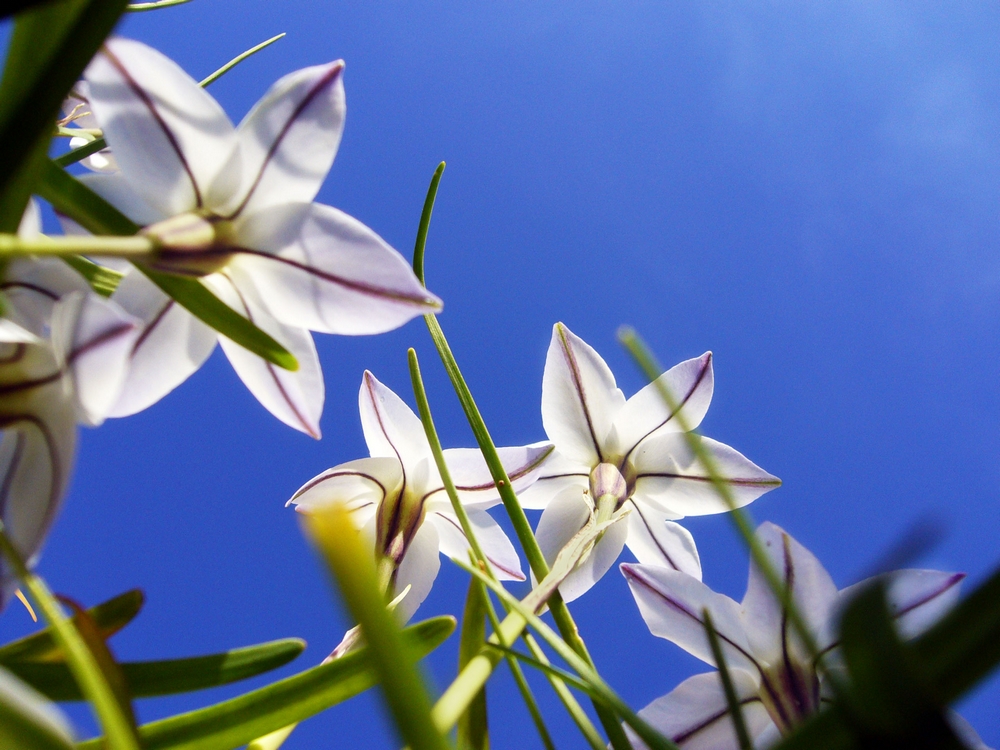 Ancora Fiori ...