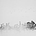 Ancora nebbia, nel lago delle papere e cormorani