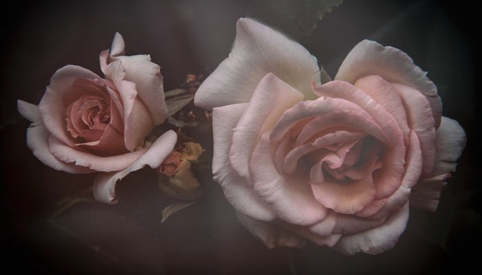 ...ancora soft...rose...