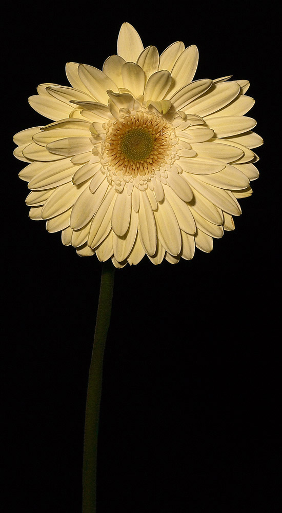 Ancora una . . . Gerbera . . .