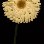 Ancora una . . . Gerbera . . .