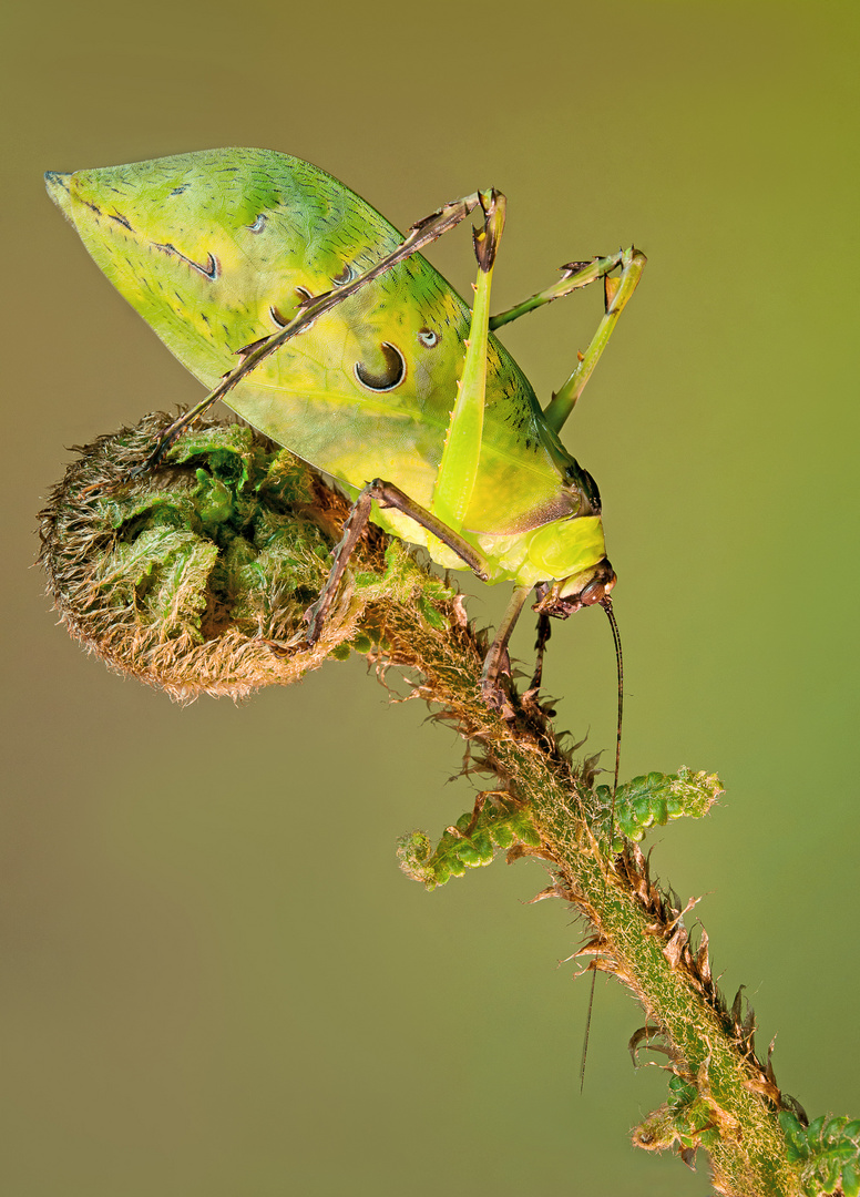 Ancylecha fenestrata