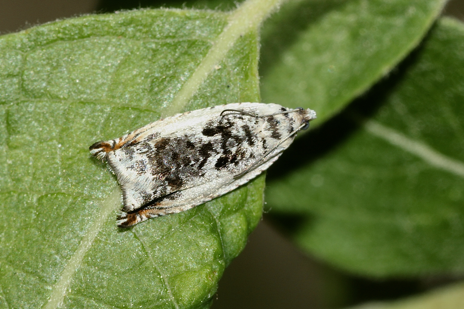 ANCYLIS LAETANA - ein Kleinschmetterling