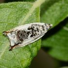 ANCYLIS LAETANA - ein Kleinschmetterling