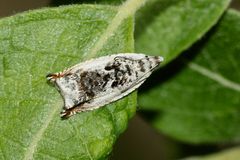 ANCYLIS LAETANA - ein Kleinschmetterling