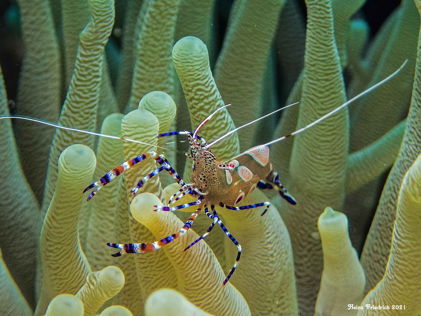 Ancylomenes magnificus