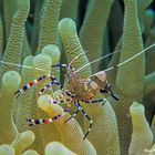 Ancylomenes magnificus