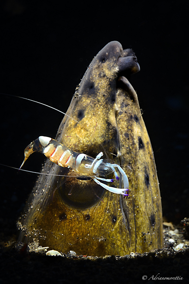 Ancylomenes magnificus su snake eel 