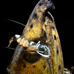 Ancylomenes magnificus su snake eel 