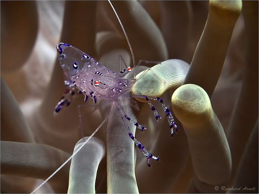 Ancylomenes sarasvati (3)