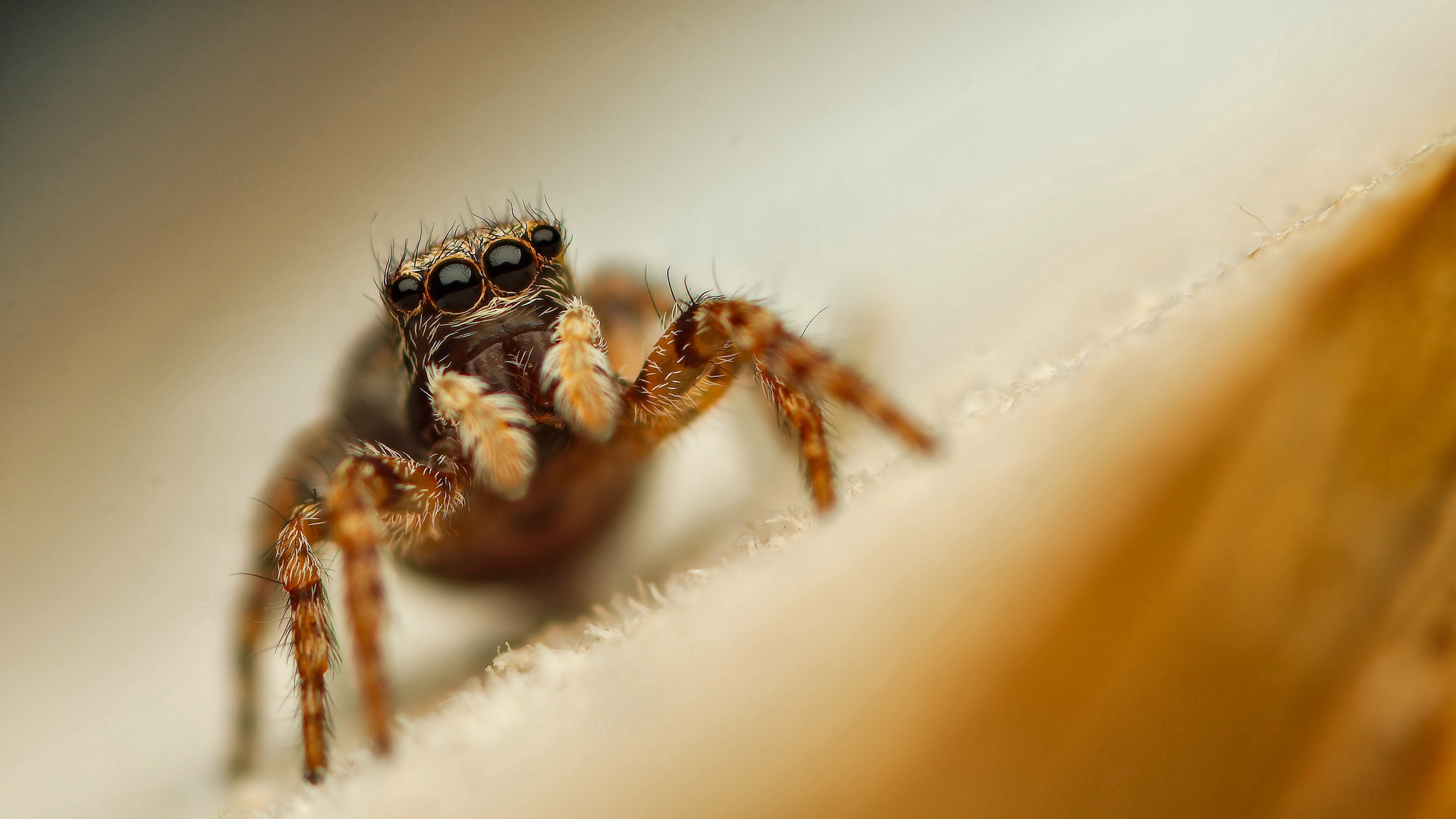 And again... Euophrys lanigera