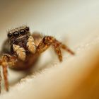 And again... Euophrys lanigera