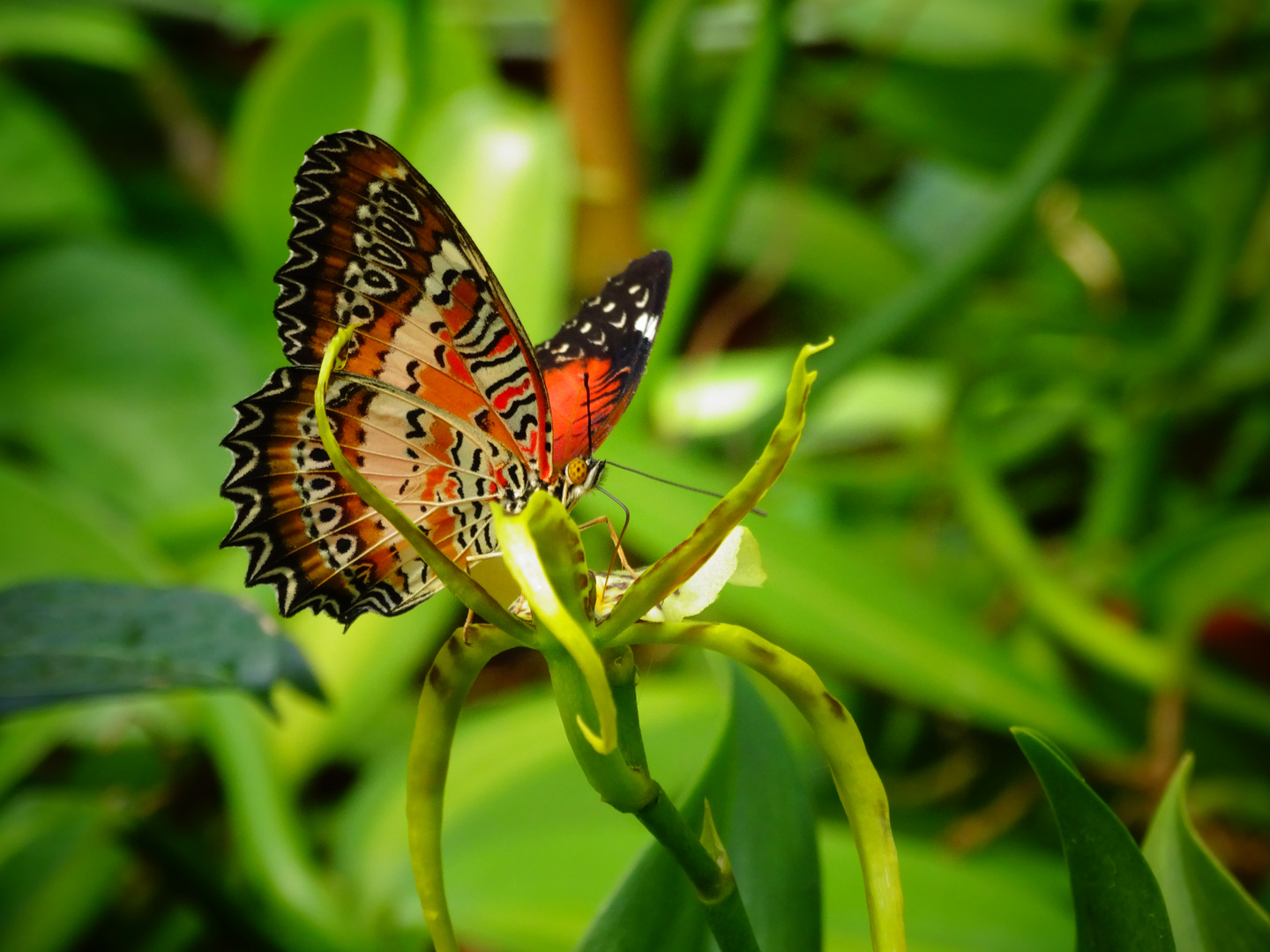 and another butterfly