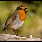 And another Robin Photo :-))