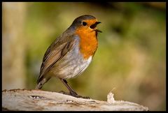 And another Robin Photo :-))