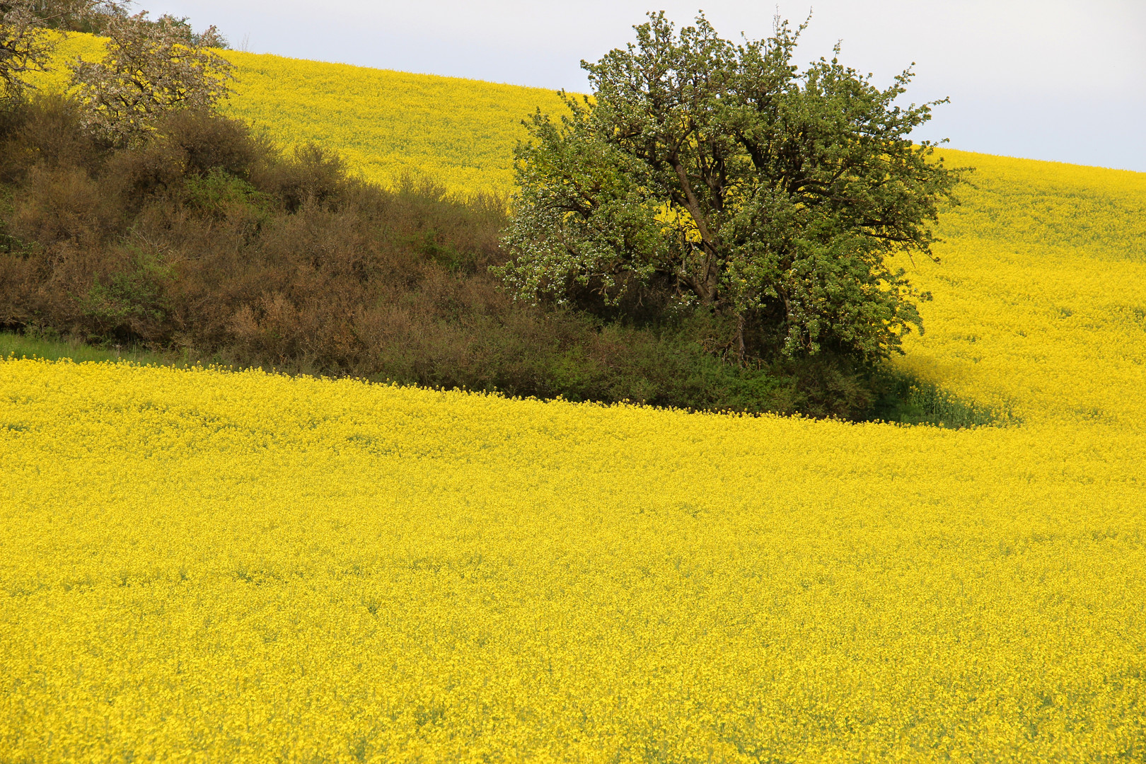 And it was all YELLOW!