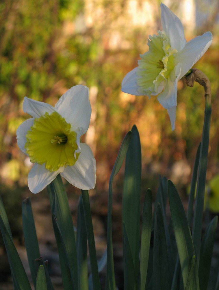 ...and Narcissus is turned to a flower..