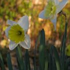 ...and Narcissus is turned to a flower..