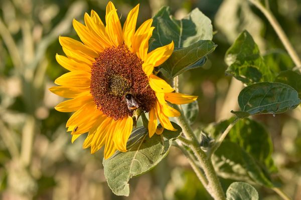 and now for something completely different