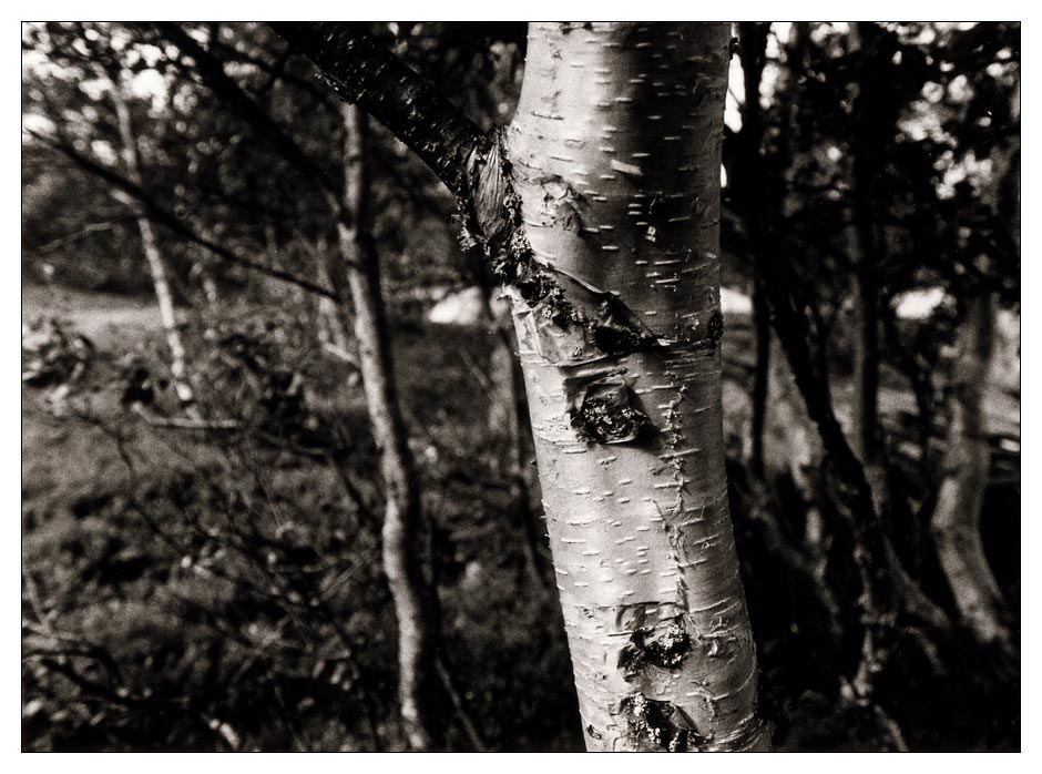 And now to something competely different - no larch but birch // Grövelssjön // Sweden