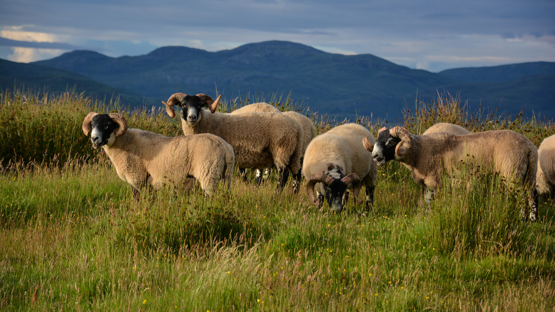 ... and some 'battle' sheeps :)