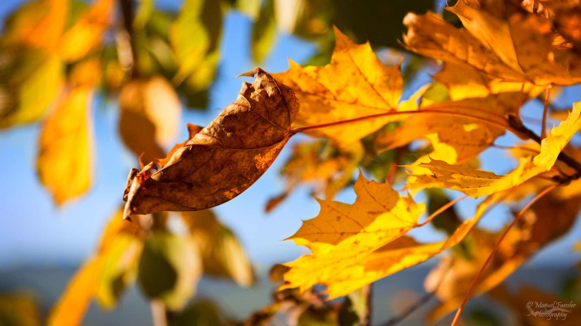 And the leaves that are green ...