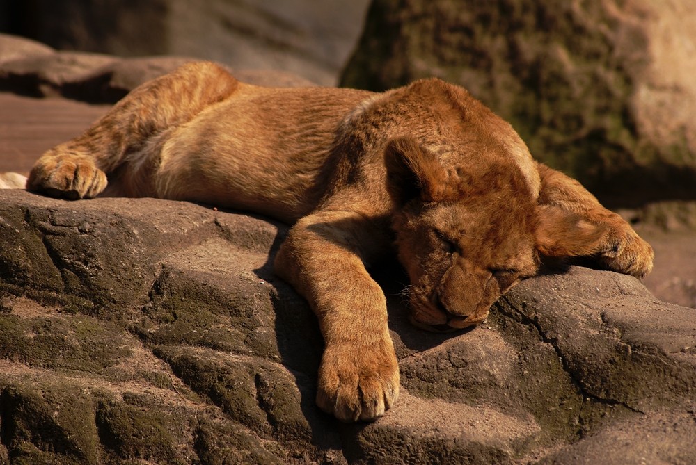 ...and the lion sleeps...