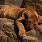 ...and the lion sleeps...