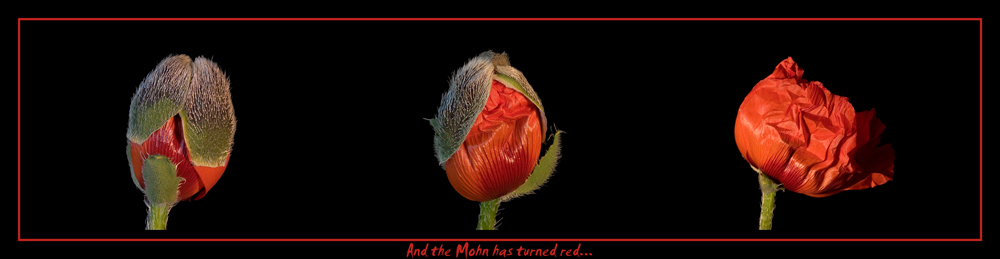 ...and the mohn has turnrd red.....