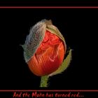 ...and the mohn has turnrd red.....