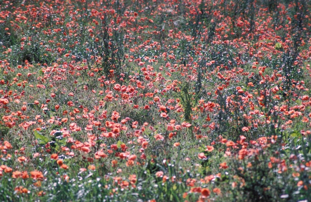 and the wild poppies dance...