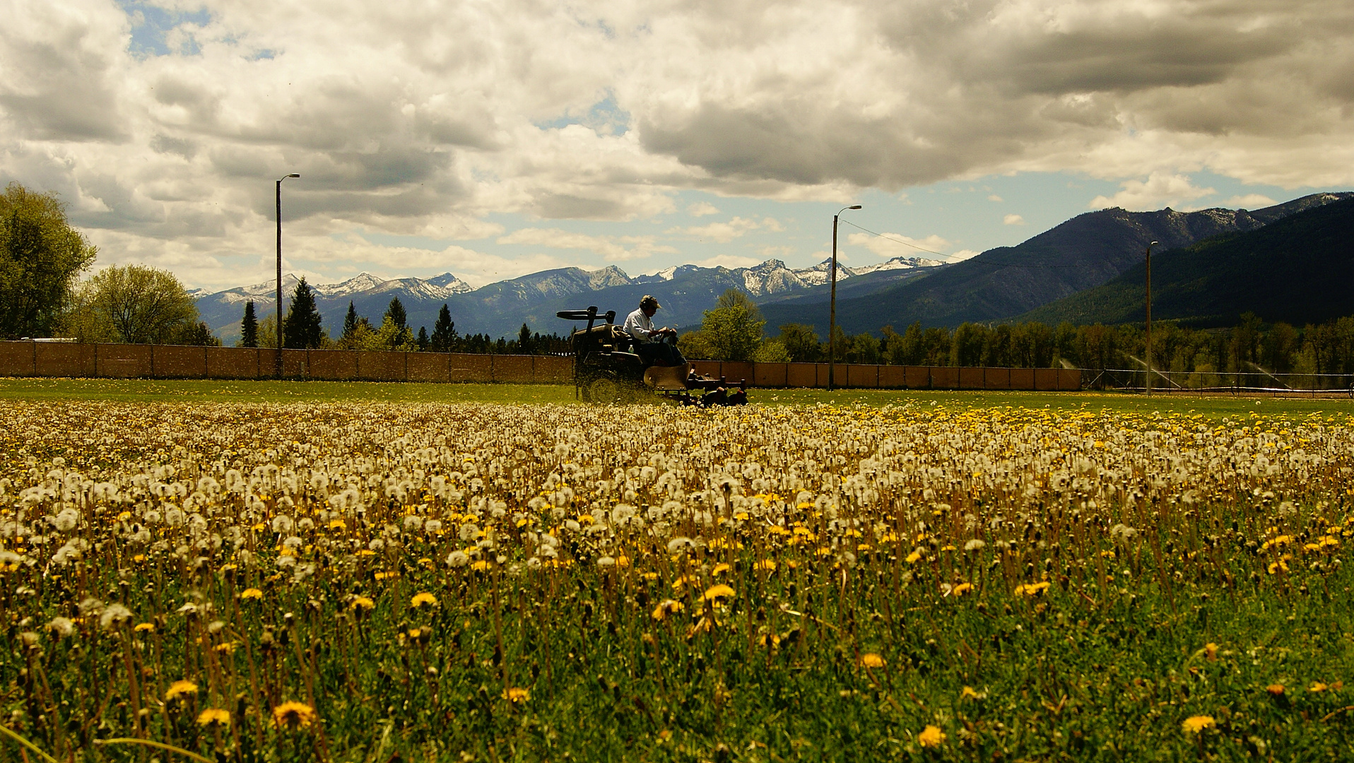 and you thought you had a dandelion problem.