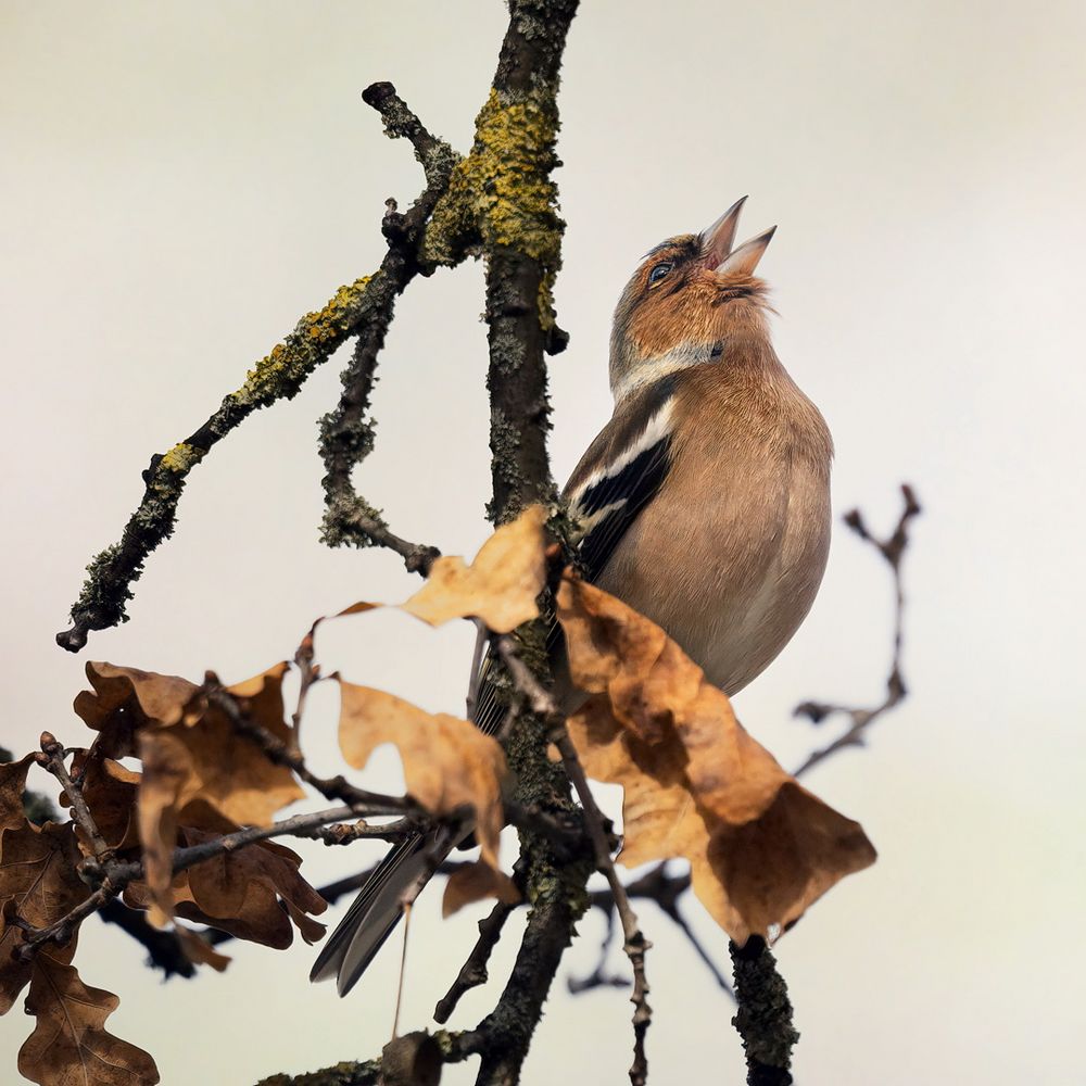 And Your Bird Can Sing Foto & Bild frühling, natur, tiere Bilder auf