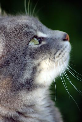 Andächtige Schönheit