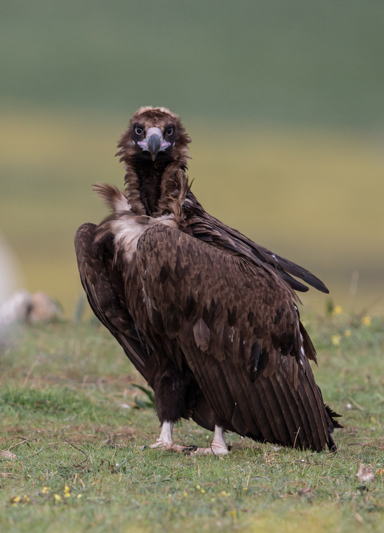 Andächtiger Vogel