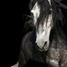 Andalusian Stallion