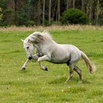 Andalusian stallion