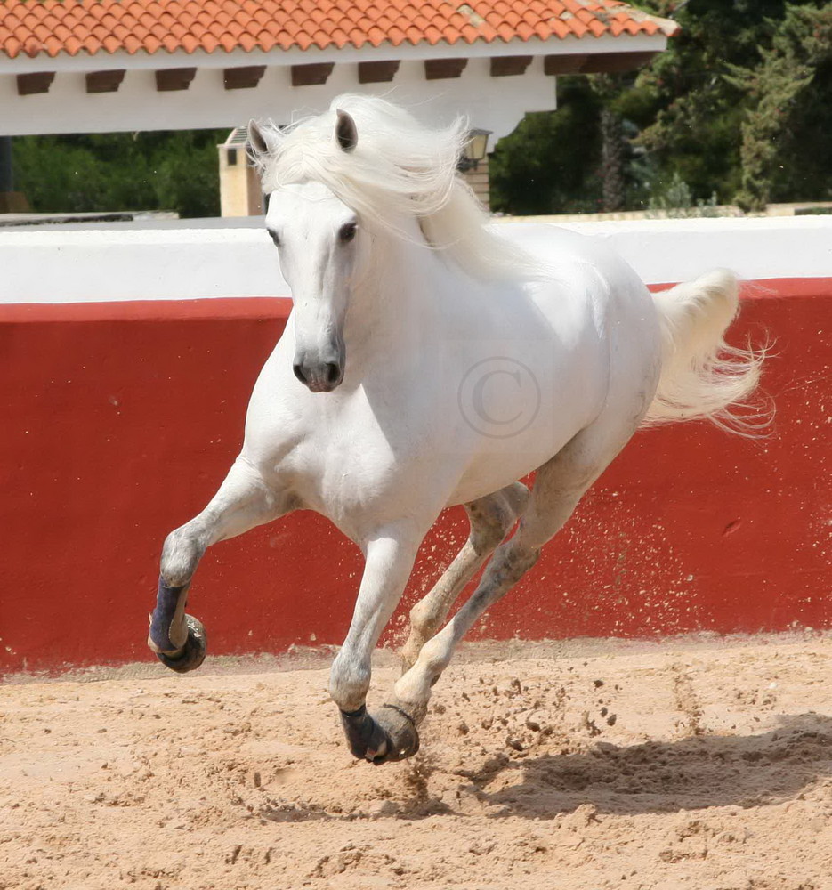 Andalusian stallion