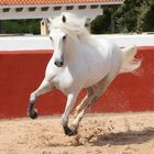 Andalusian stallion